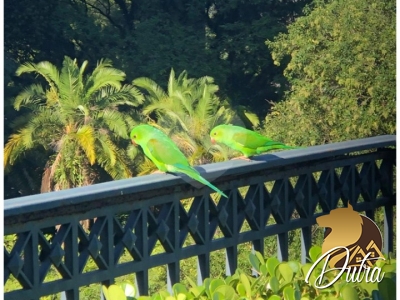 Palais Du Parc Paraíso 375m² 04 Dormitórios 04 Suítes 6 Vagas